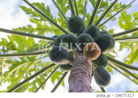 パパイヤの実 19075317