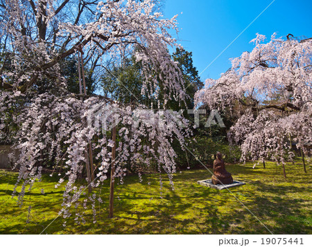 醍醐寺・霊宝館の枝垂れ桜 醍醐寺・霊宝館の枝垂れ桜 19075441