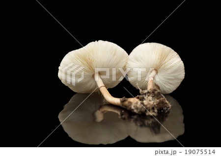 Raw mushrooms isolated on black background 19075514