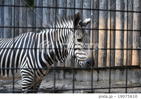 上野動物園のシマウマ、右向き 19075610