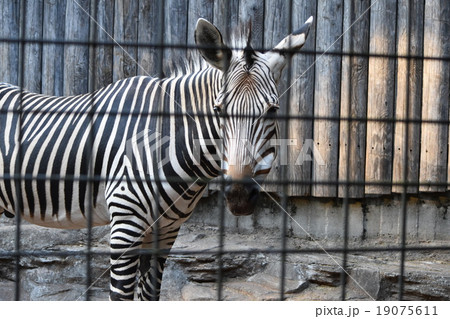 上野動物園のシマウマ こちら向きの写真素材