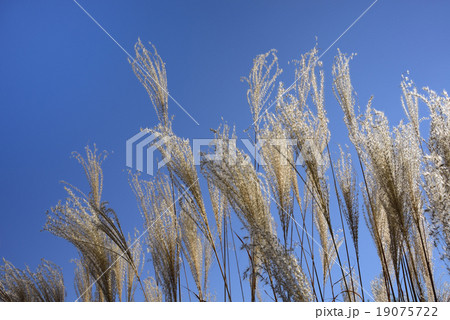 ススキの穂 19075722