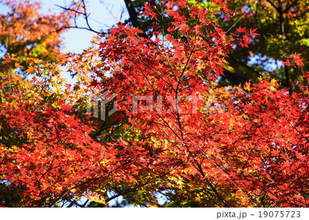 イロハモミジの紅葉 19075723