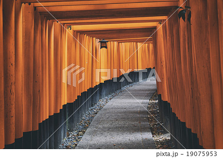 Fushimi Inari Shrine Torii in kyoto Japan Fushimi Inari Shrine Torii in kyoto Japan 19075953
