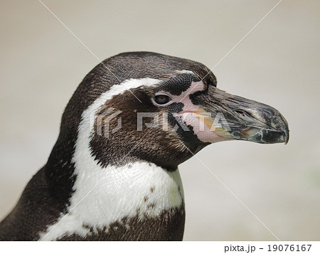 横がお フンボルトペンギンの写真素材 [19076167] - PIXTA