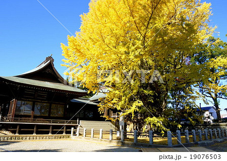 葛飾八幡宮の千本公孫樹（12月）千葉県市川市 19076503