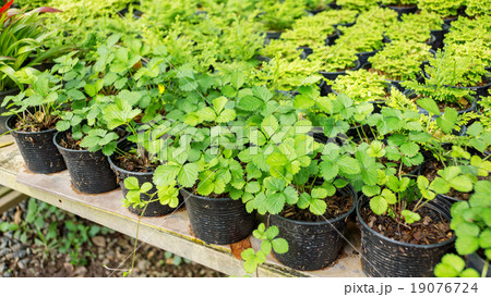 Gardening plants plantlet green nature. 19076724