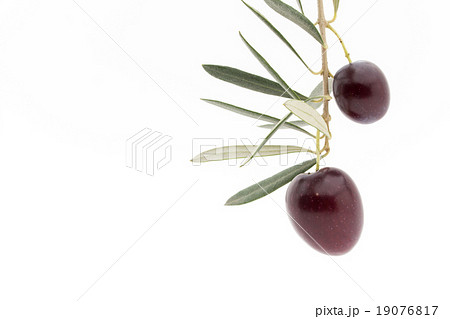 オリーブの枝と果実:Olives with brunches and leaves オリーブの枝と果実:Olives with brunches and leaves 19076817
