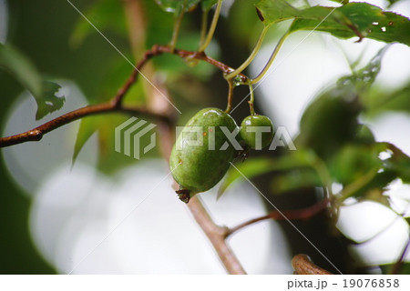 マタタビの実 19076858