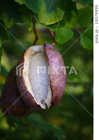 熟れたアケビ 熟れたアケビ 19076890