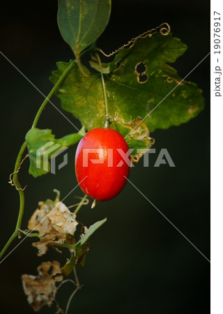 カラスウリ 19076917