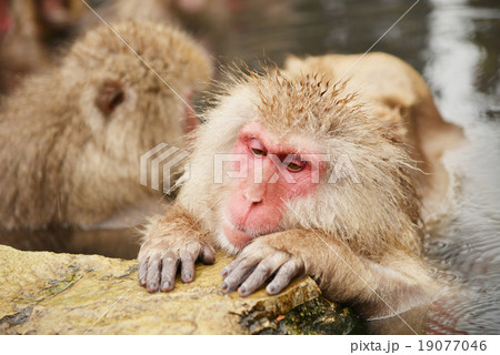 猿 申年 さる 温泉 年賀素材 干支 16の写真素材