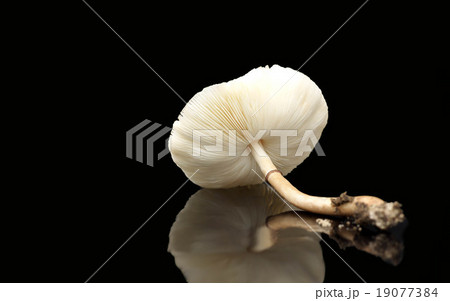 Raw mushrooms isolated on black background 19077384