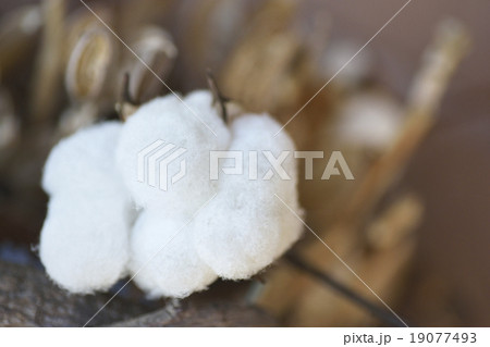 わた わた 19077493