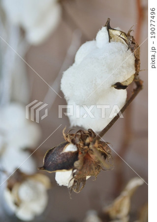 わた わた 19077496