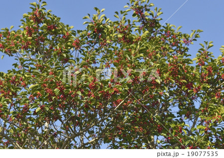 クロガネモチノキ 19077535