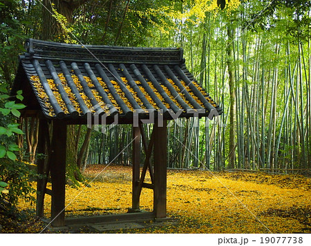 山崎聖天の銀杏 19077738