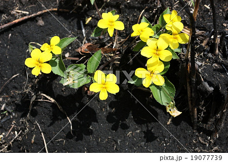 阿蘇のキスミレ 19077739