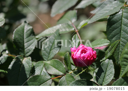 ジャックカルティエ バラの花の蕾の写真素材