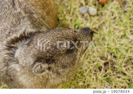 楽寿園のケープハイラックス 19078034