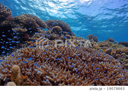 サンゴと熱帯魚 19078663