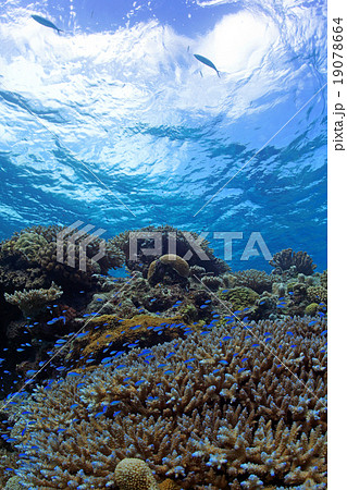サンゴと熱帯魚 サンゴと熱帯魚 19078664