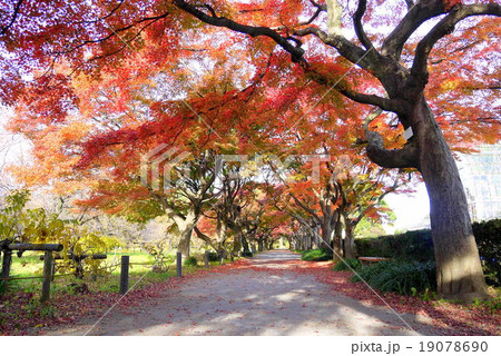 小石川植物園の紅葉 12月 東京都文京区の写真素材