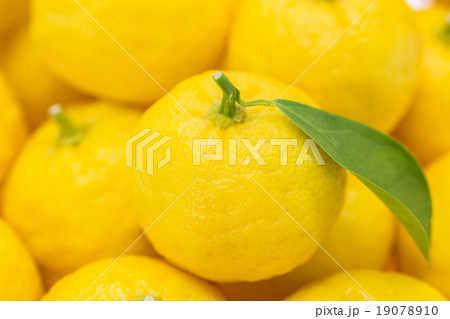 山盛りの柚子 山盛りの柚子 19078910