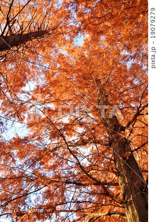 松の木の紅葉の写真素材