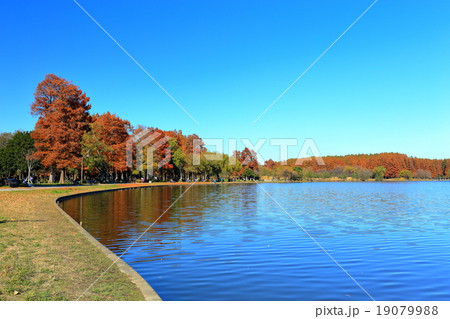 水元公園の紅葉 19079988
