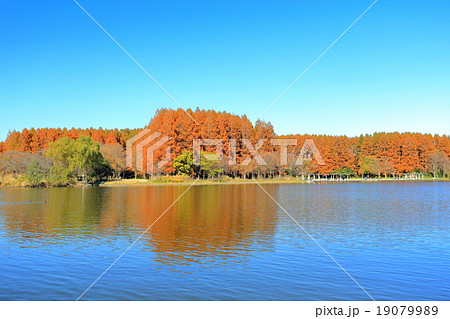 水元公園の紅葉（みさと公園より） 19079989