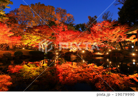 大田黒公園の紅葉ライトアップの写真素材
