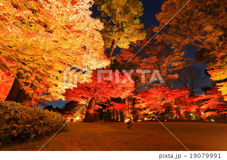 大田黒公園の紅葉ライトアップ 大田黒公園の紅葉ライトアップ 19079991