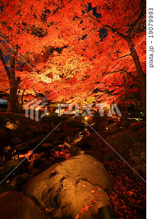 大田黒公園の紅葉ライトアップ 19079993