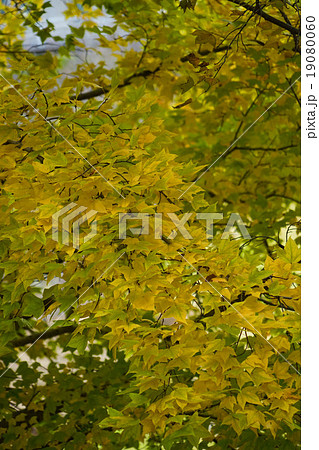 黄葉 黄葉 19080060