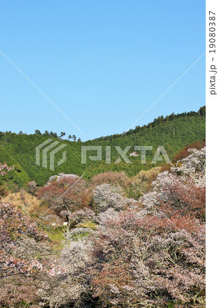 吉野山千本桜 吉野山千本桜 19080387