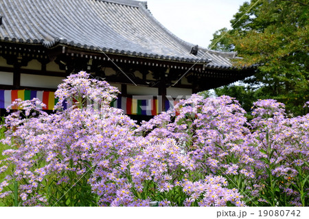 シオン シオン 19080742