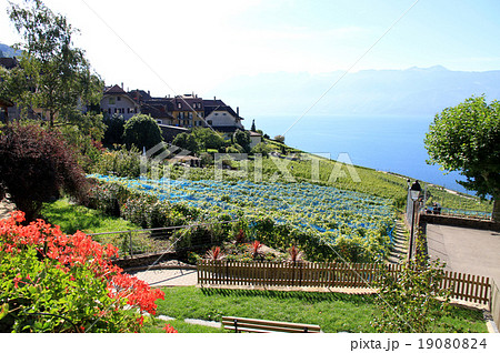 ラヴォー地区の葡萄畑 19080824