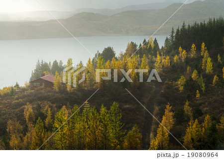 Cottage surround by yellow tree in Autumn season  19080964