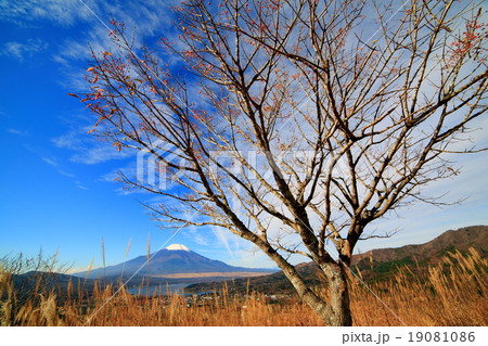 高指山のマユミの実と新雪の富士山 19081086