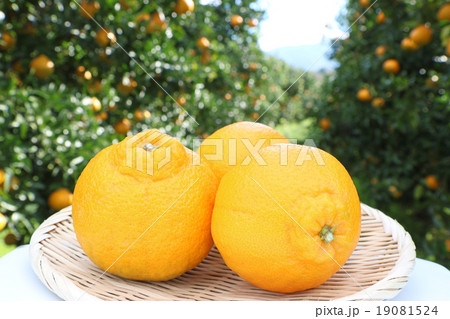 デコポン　畑バック　カゴ　３ケ 19081524