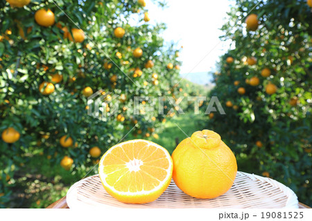 デコポン　畑バック　半切り　小 19081525