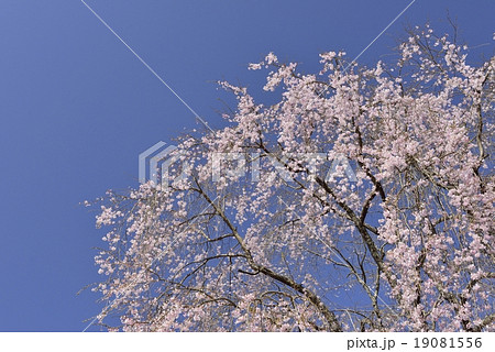枝垂れ桜 19081556