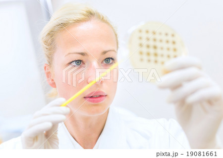 Scientist observing petri dish. Scientist observing petri dish. 19081661