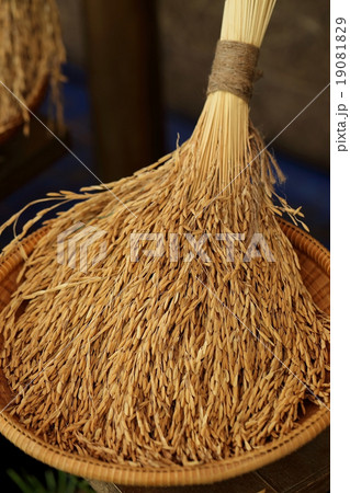 Rice in the husks, paddy, unmilled rice. 19081829