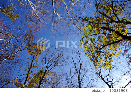 晩秋の比婆山古道 木立 晩秋の比婆山古道 木立 19081908