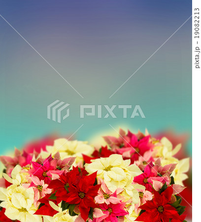 frame of pink poinsettia flower or christmas star  19082213