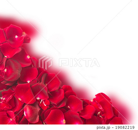 frame of dark  red rose petals 19082219