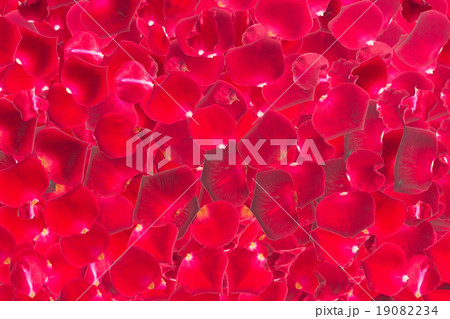 dark  red rose petals  19082234