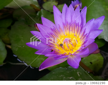 Purple lotus blooms with bees Purple lotus blooms with bees 19082290